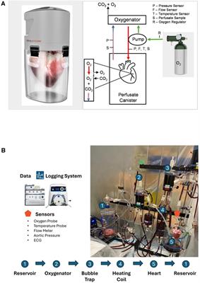 Novel portable hypothermic machine perfusion preservation device enhances cardiac viability of donated human hearts